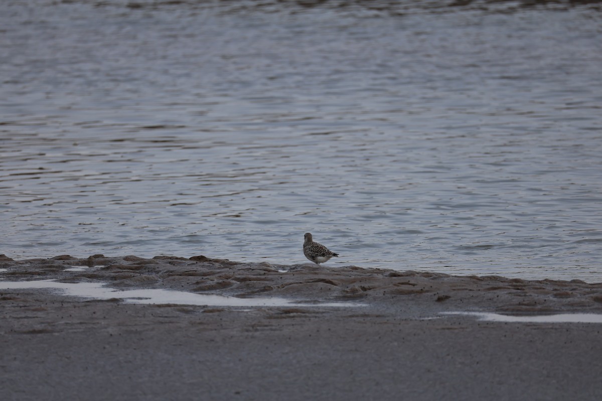 Black-bellied Plover - ML645584689