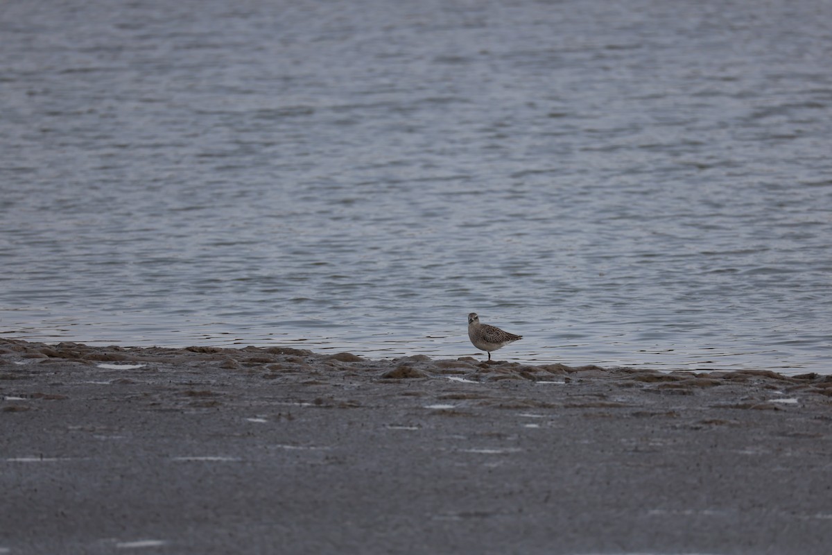 Black-bellied Plover - ML645584690
