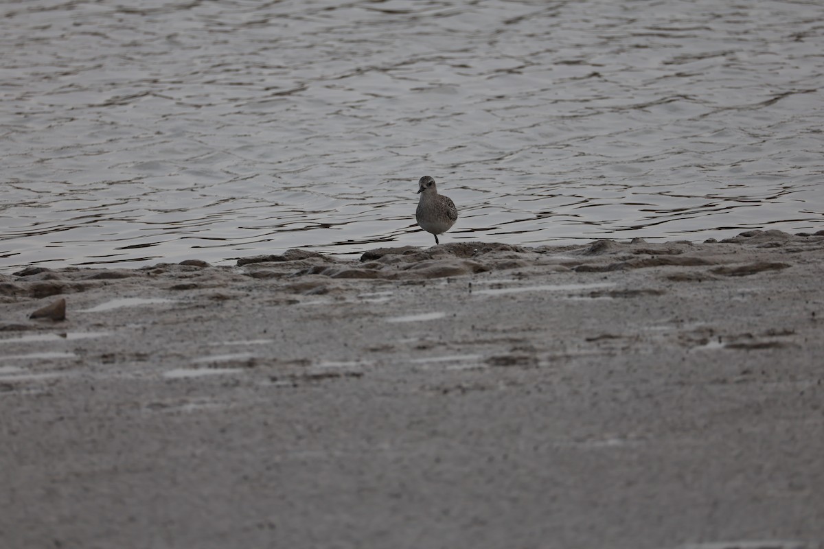 Black-bellied Plover - ML645584691