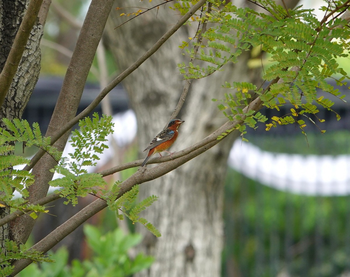 White-throated Rock-Thrush - ML645584692