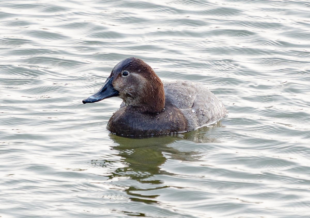 Common Pochard - ML645584693