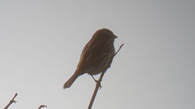 Emberiza sp. - ML645584694
