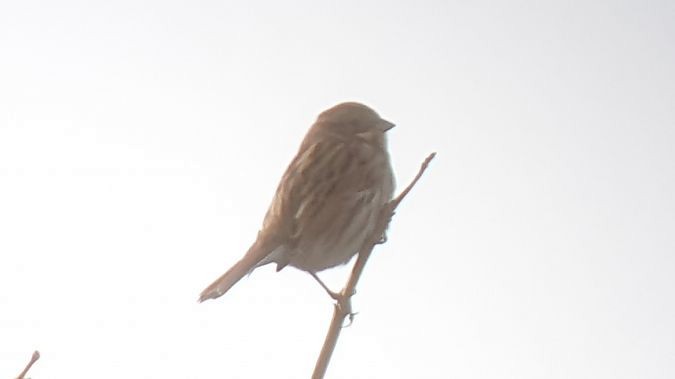 Emberiza sp. - ML645584695