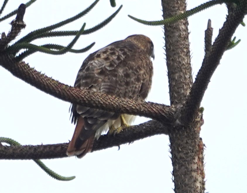 Red-tailed Hawk - ML645584697