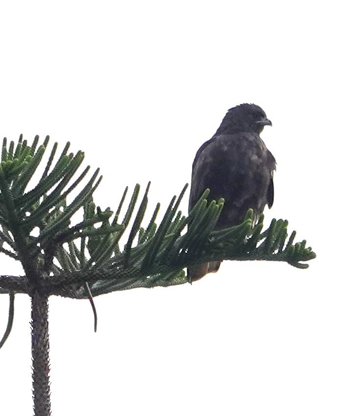 Red-tailed Hawk - ML645584698