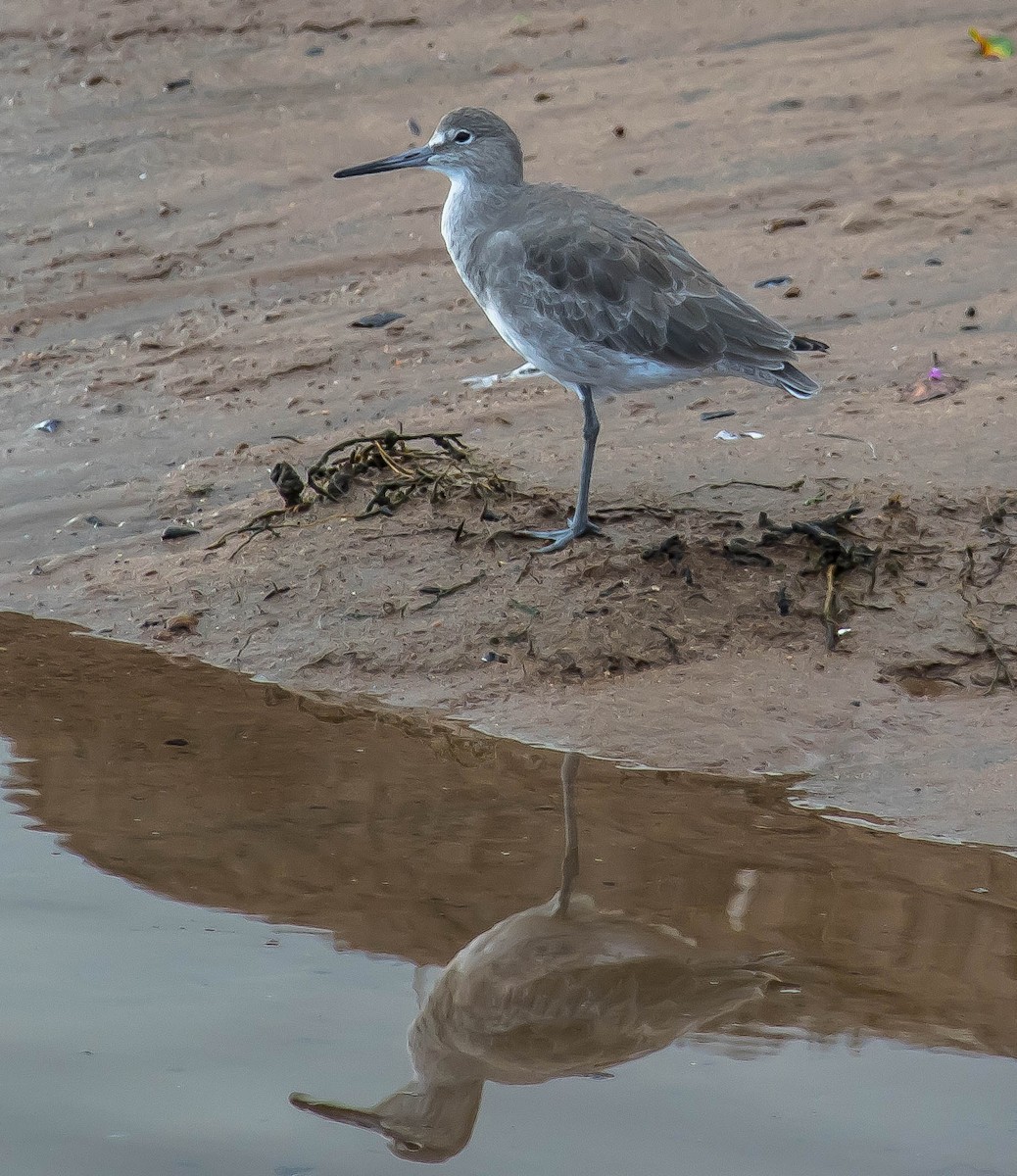Willet - ML645584699