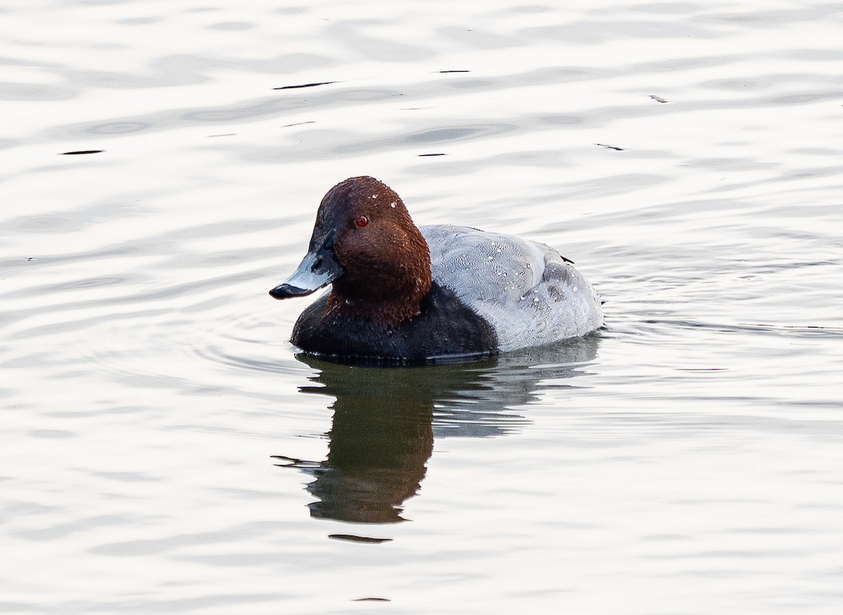 Common Pochard - ML645584701
