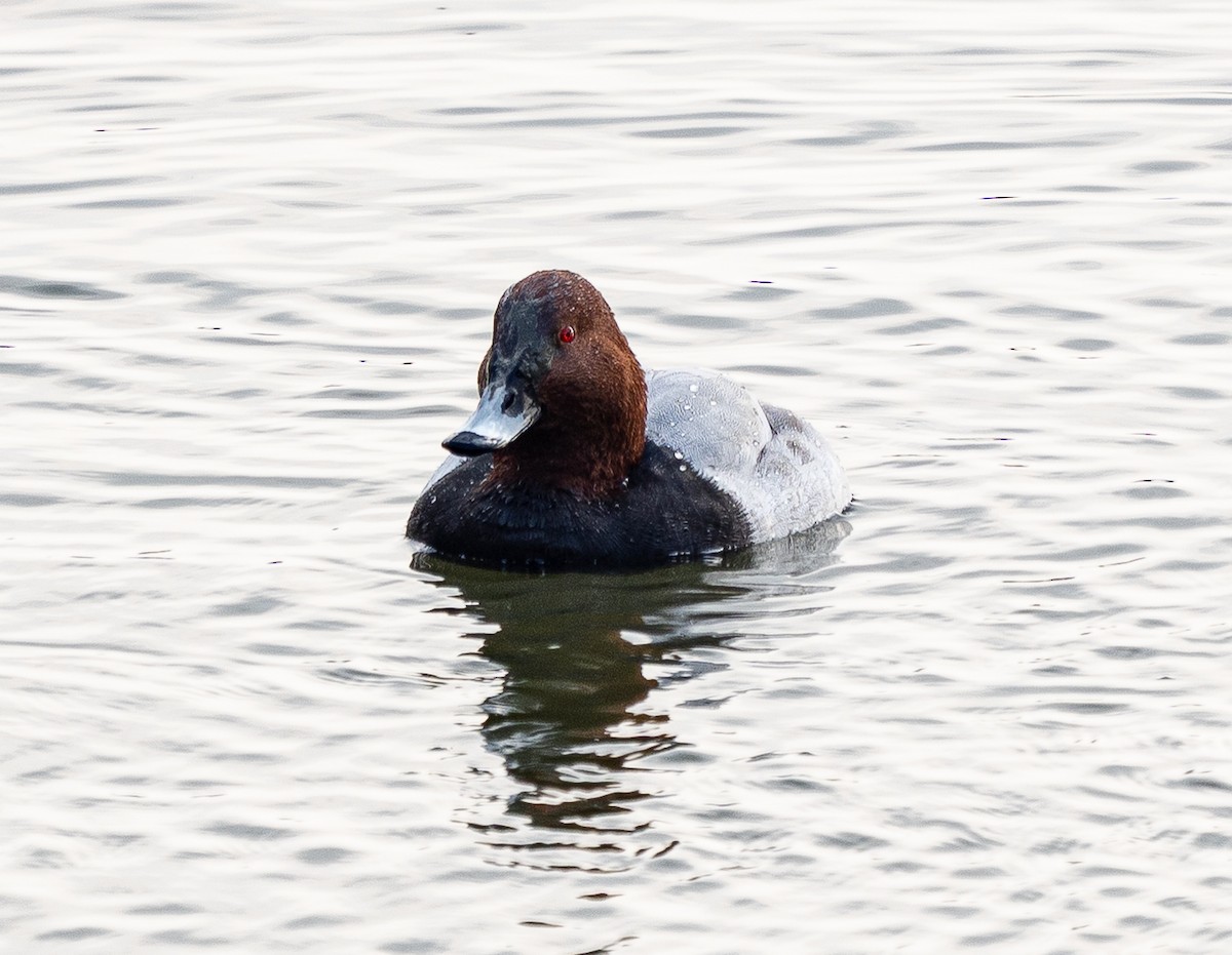 Common Pochard - ML645584702