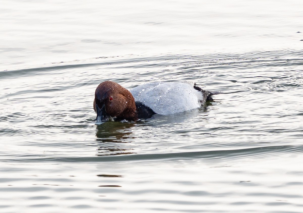 Common Pochard - ML645584703