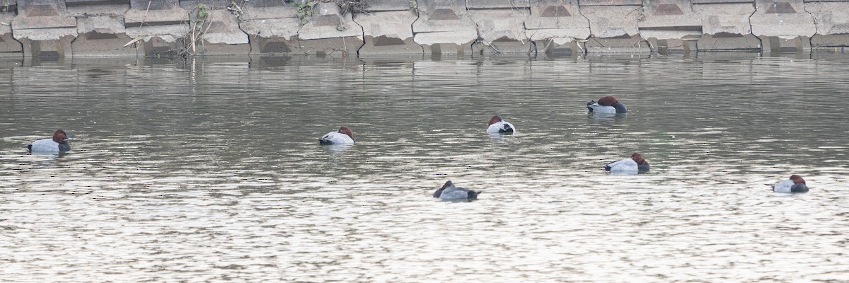 Common Pochard - ML645584704