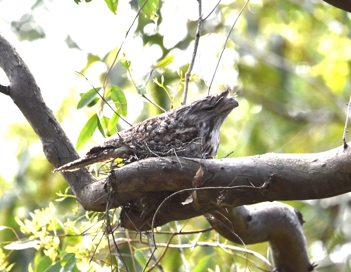 Tawny Frogmouth - ML645584705
