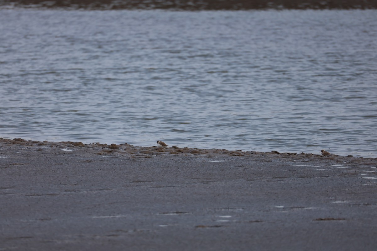 Kentish Plover - ML645584706