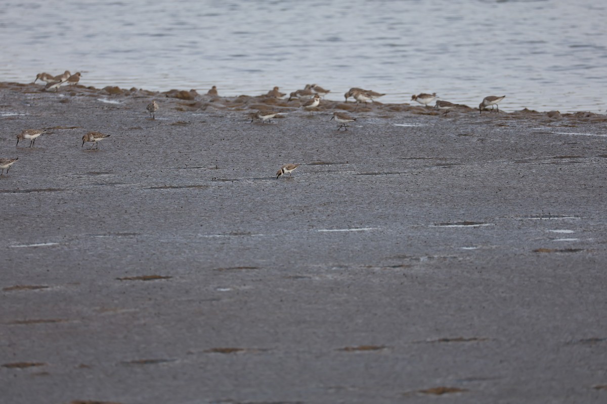 Kentish Plover - ML645584707