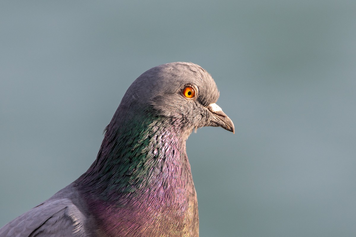 Pyrrhuloxia - ML645584709