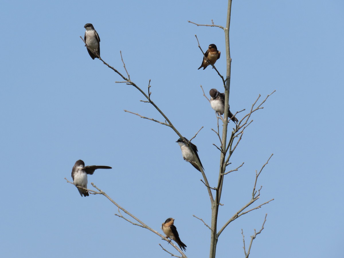 Tree Swallow - ML64558471