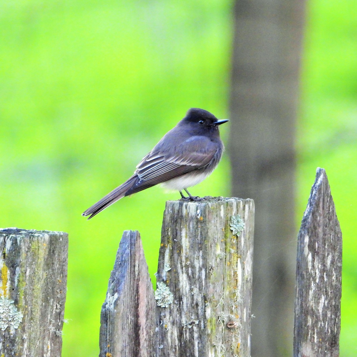 Black Phoebe - ML645584710