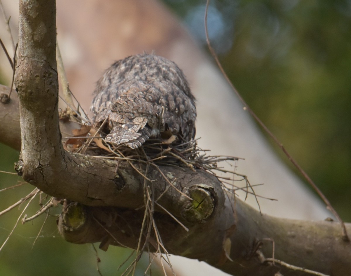 Tawny Frogmouth - ML645584712