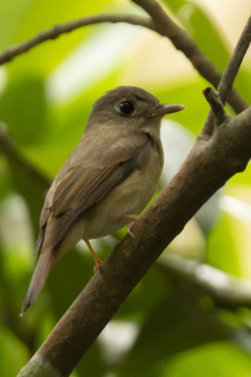 Brown-breasted Flycatcher - ML645584713