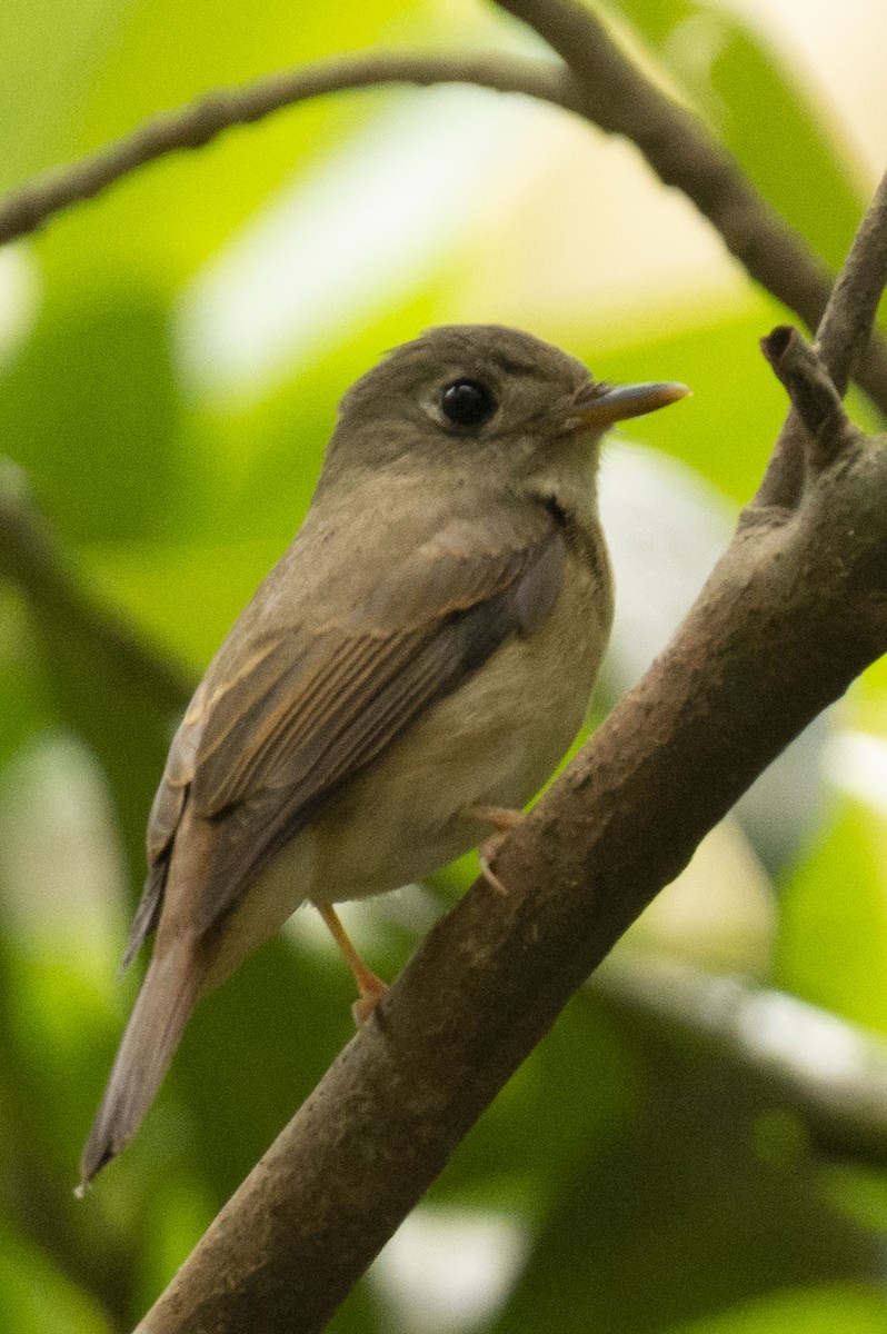 Brown-breasted Flycatcher - ML645584714