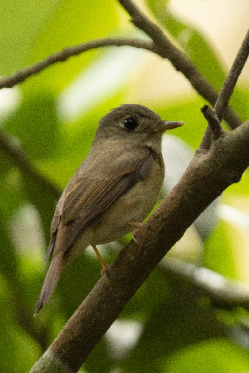 Brown-breasted Flycatcher - ML645584715