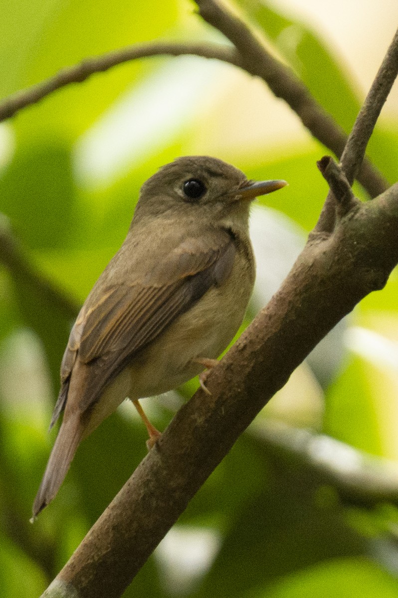 Brown-breasted Flycatcher - ML645584716