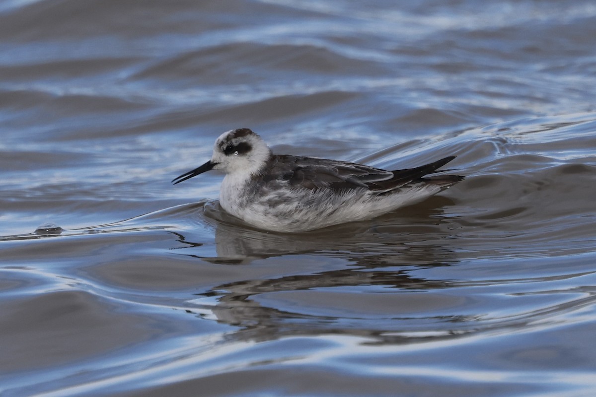 Red-necked Phalarope - ML645584729