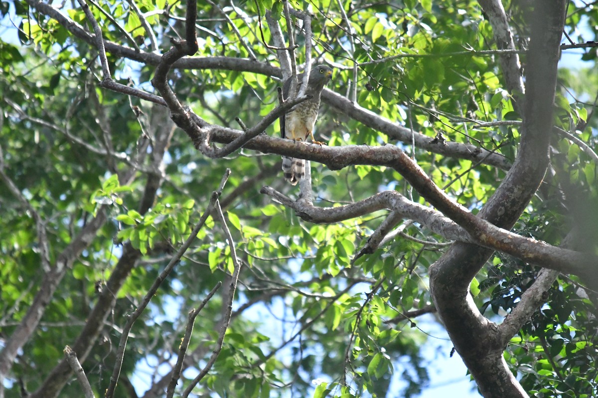 Yol Şahini - ML645584731