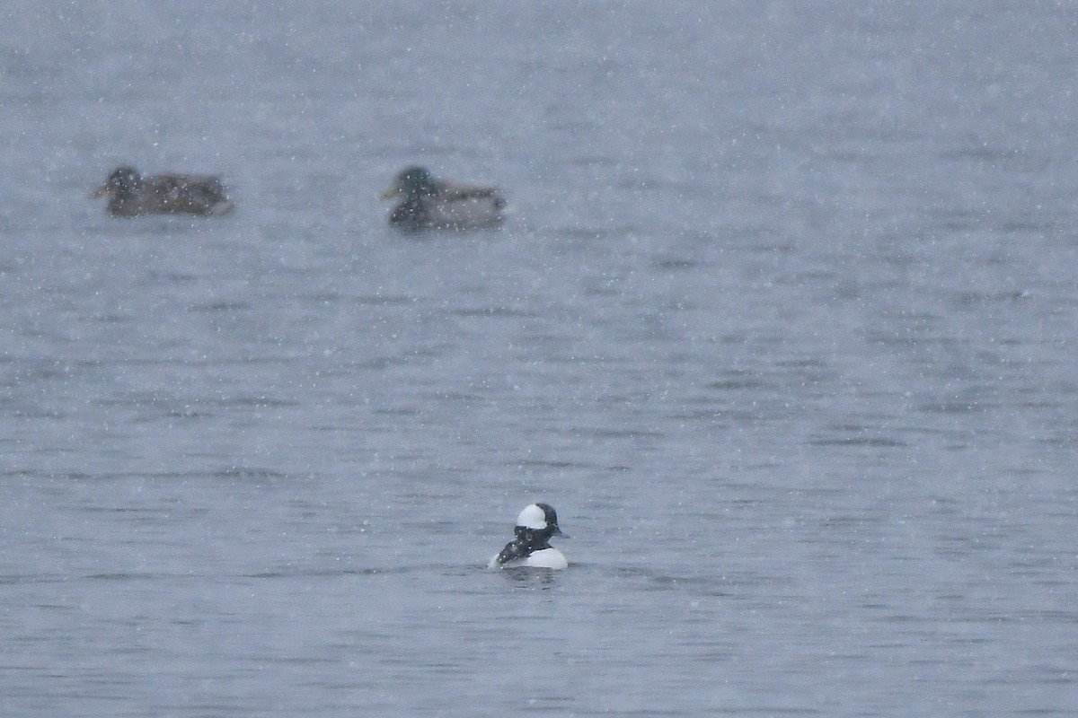 Bufflehead - ML645584734