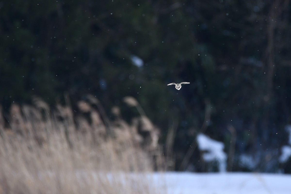 חרטומית ביצות - ML645584754