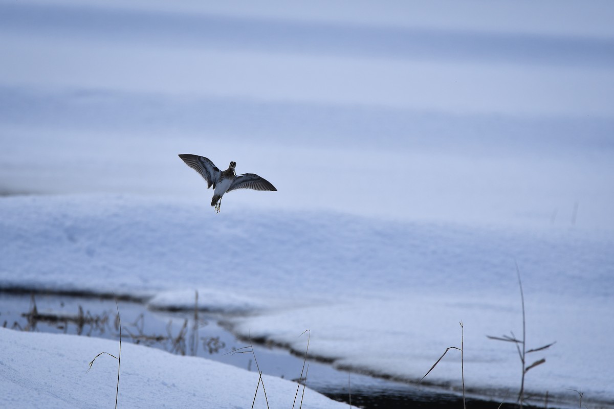 חרטומית ביצות - ML645584755