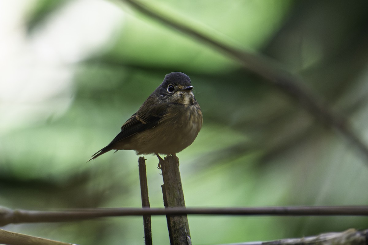 Ferruginous Flycatcher - ML645584757