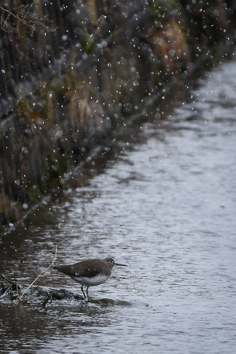 Green Sandpiper - ML645584758