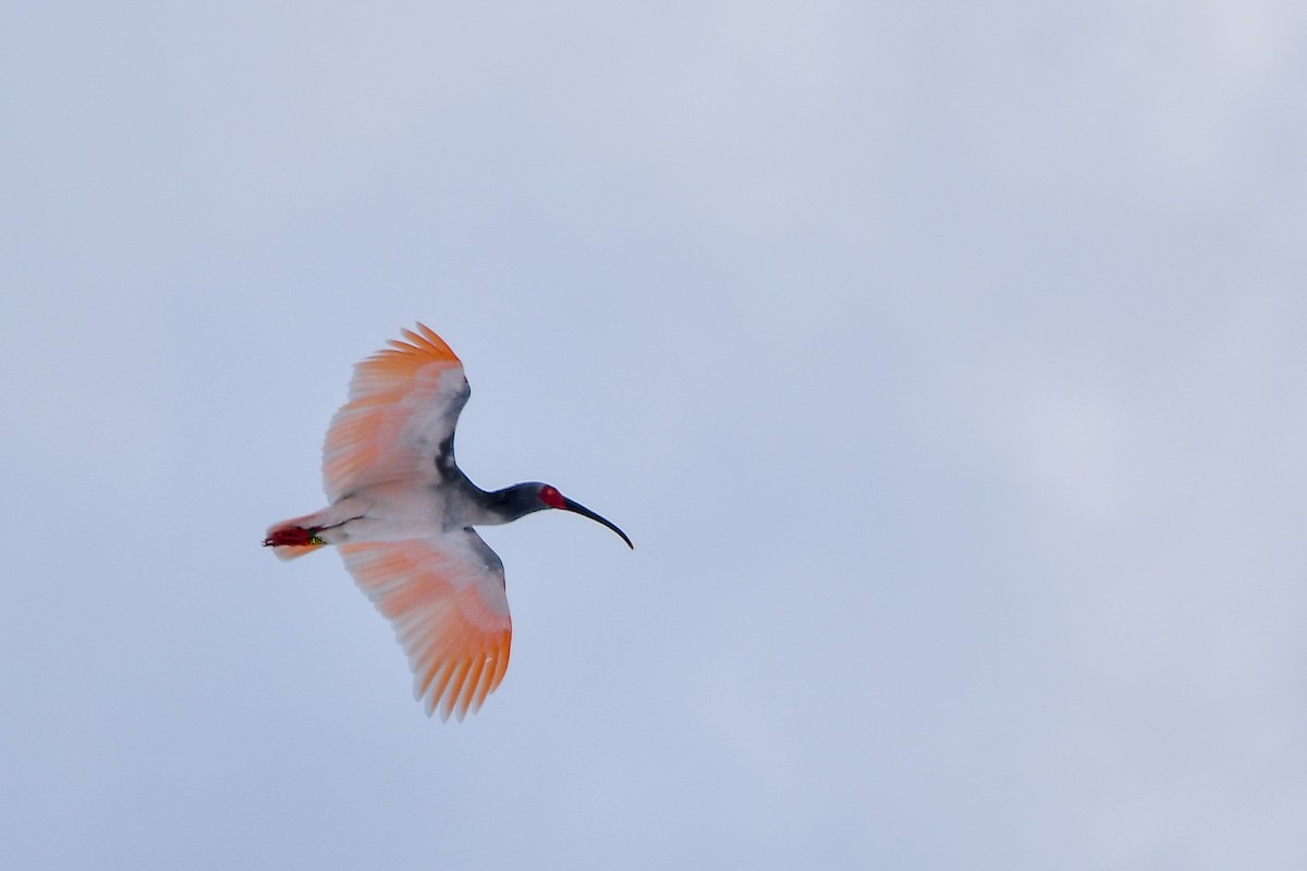Crested Ibis - ML645584779
