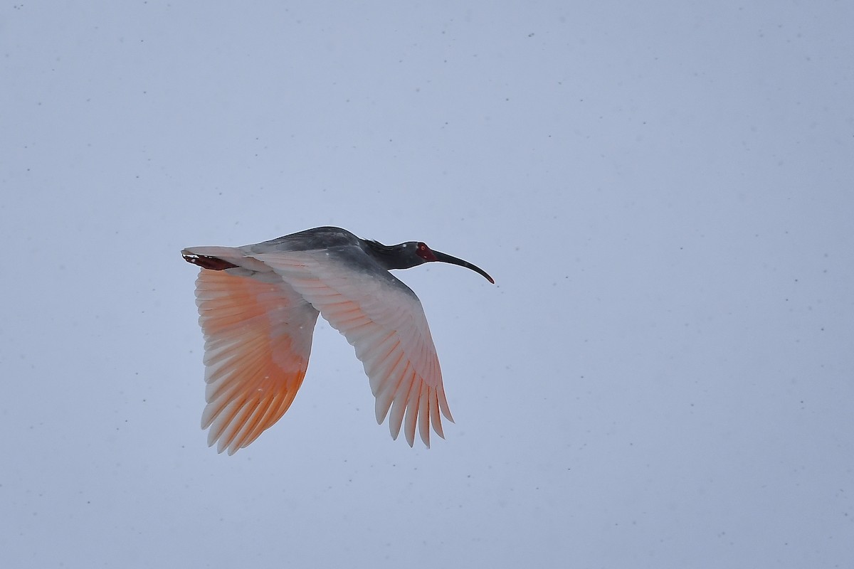 Crested Ibis - ML645584780