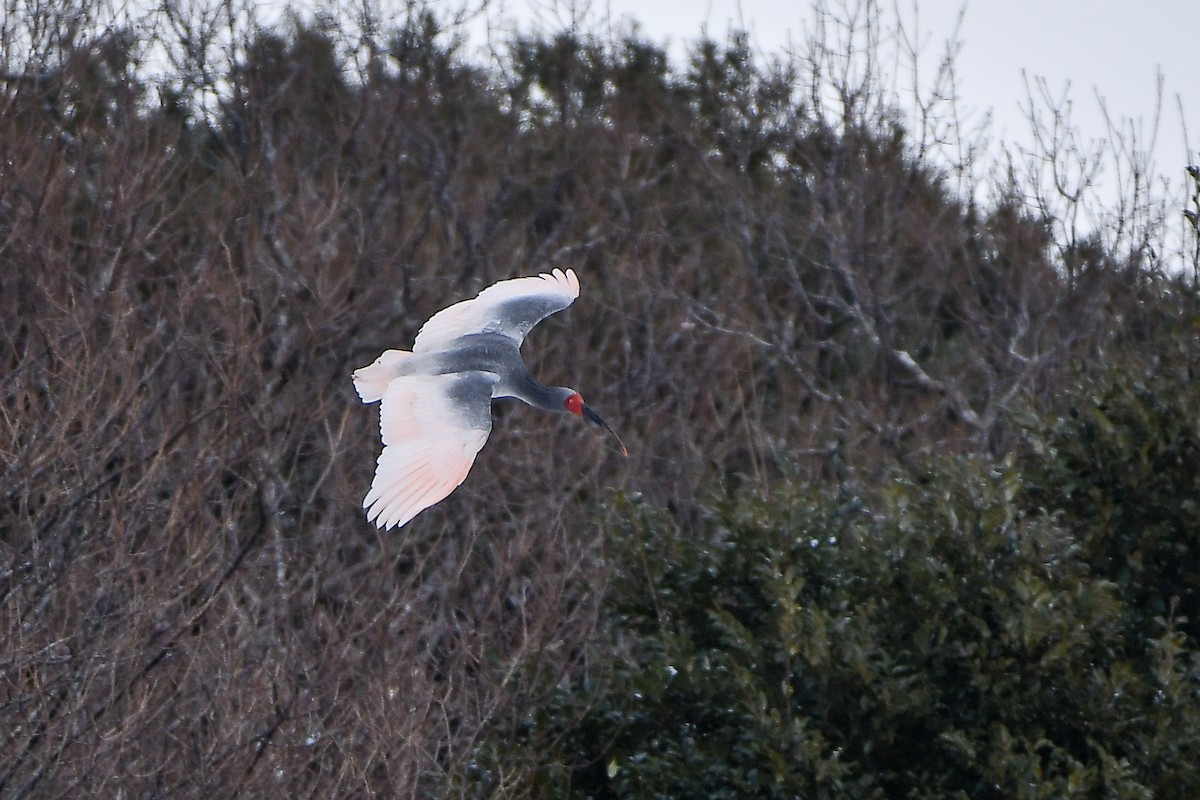 Crested Ibis - ML645584781