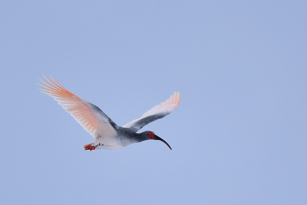 Crested Ibis - ML645584782