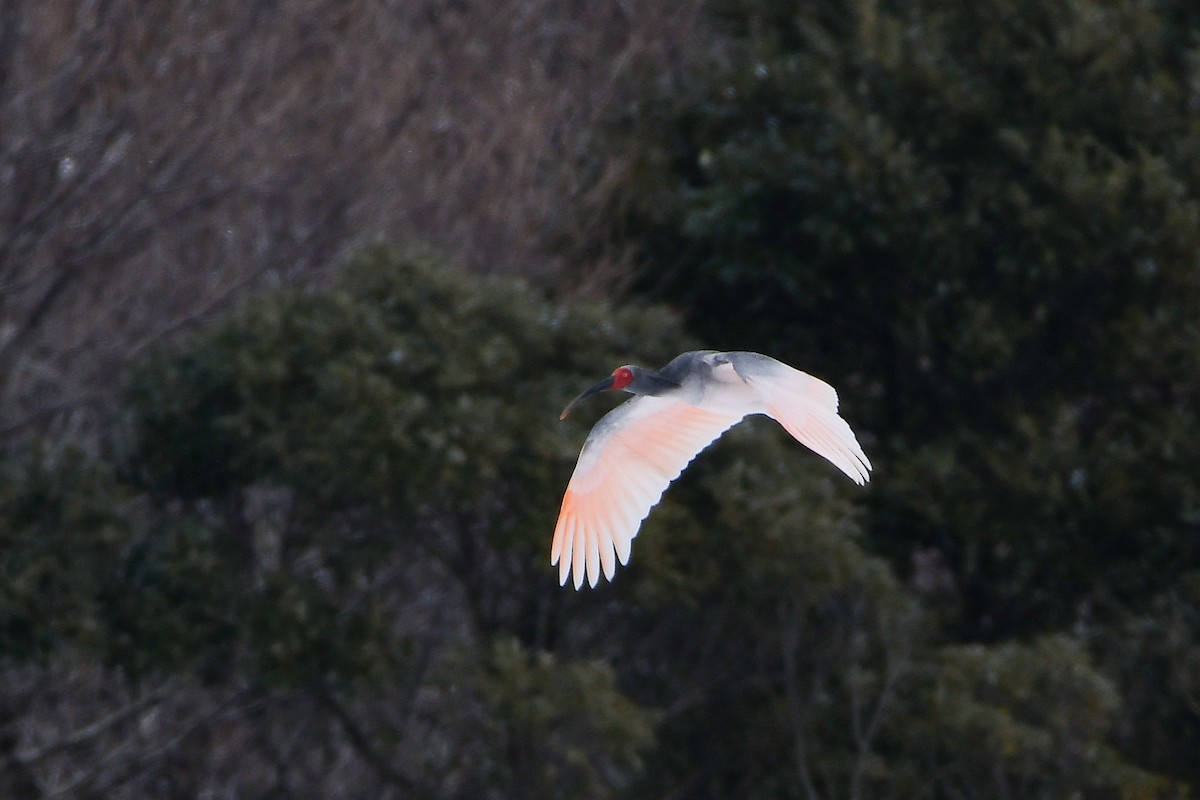 Crested Ibis - ML645584783