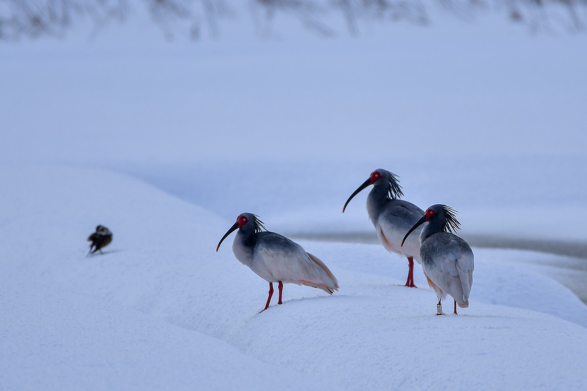 Crested Ibis - ML645584785