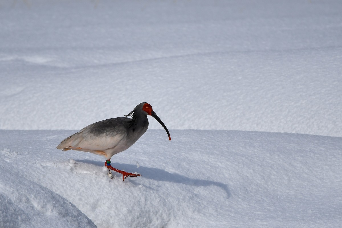 Crested Ibis - ML645584786