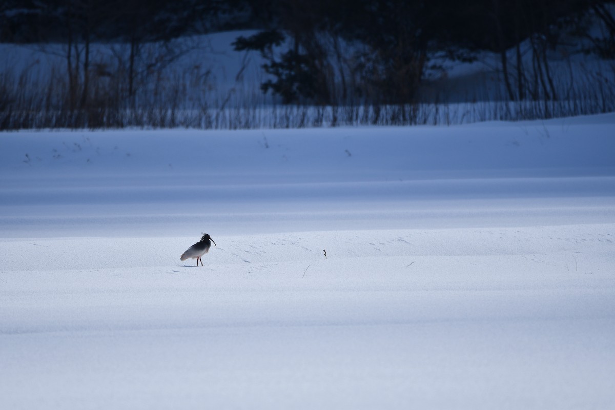 Crested Ibis - ML645584788