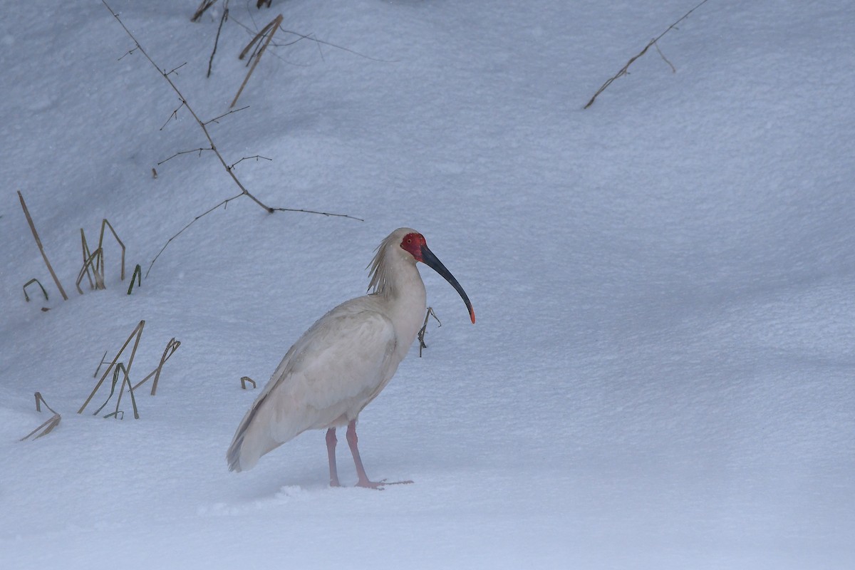 Crested Ibis - ML645584789