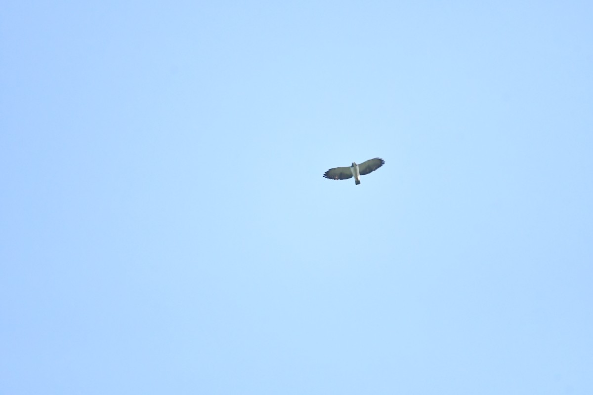 Short-tailed Hawk - ML645584790