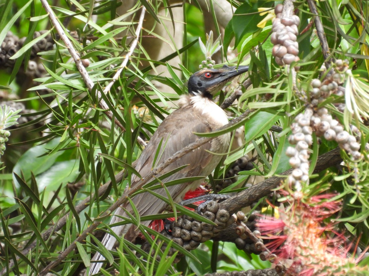 Noisy Friarbird - ML645584792