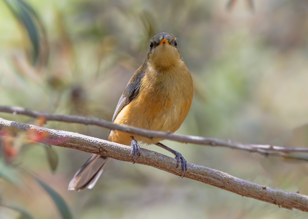 Eastern Spinebill - ML645584793