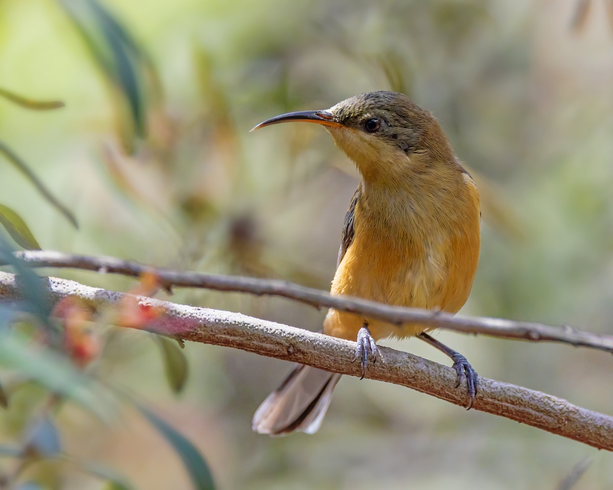 Eastern Spinebill - ML645584794