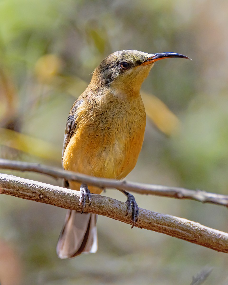 Eastern Spinebill - ML645584795