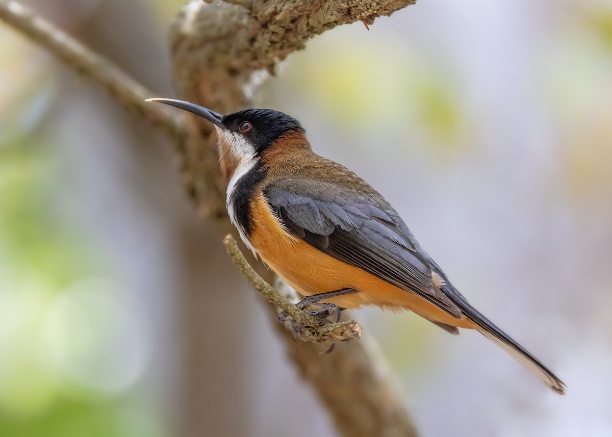 Eastern Spinebill - ML645584796