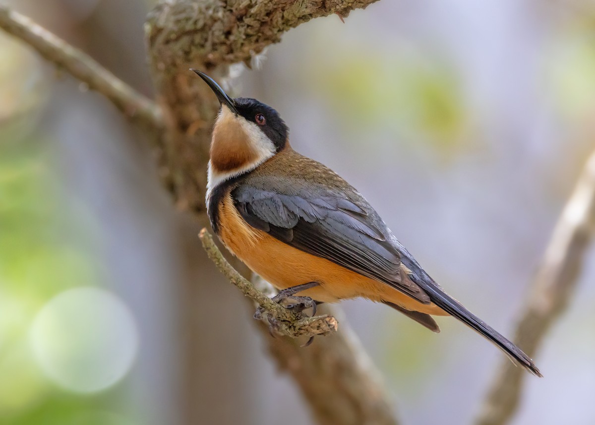 Eastern Spinebill - ML645584797
