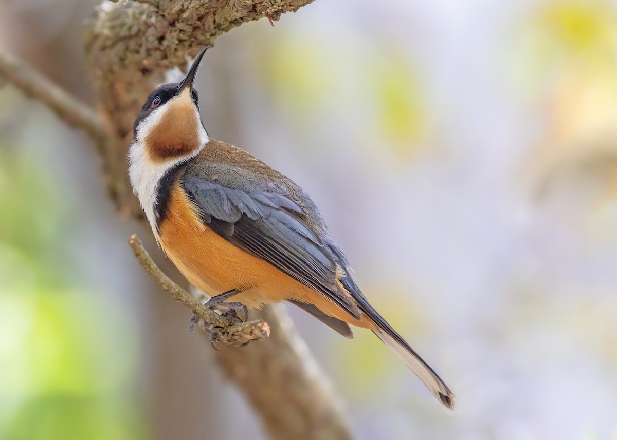 Eastern Spinebill - ML645584798