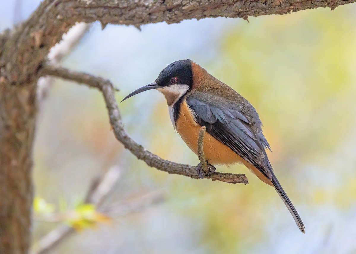 Eastern Spinebill - ML645584799